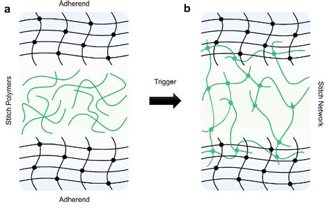 PDF Topological Adhesion I Rapid And Strong Topohesives Semantic