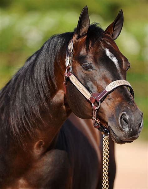 Nic It In The Bud Silver Spurs Equine