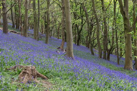 Bluebells In Ten Acre Wood Philippa Flickr