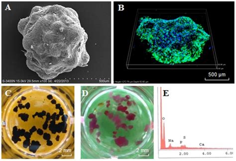 Cell Laden Microcarriers Formed Aggregates In Culture Termed As