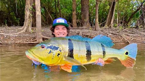 Viaje más de 4000 km para Pescar este TROFEO Tucunare COLOMBIA 1