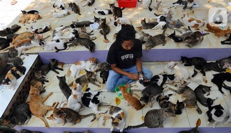 Mengunjungi Rumah Singgah Ribuan Kucing Terlantar Di Parung Foto