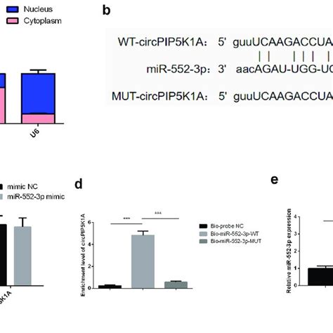 CircPIP5K1A Adsorbs MiR 552 3p In INS 1E Cells A Nuclear And