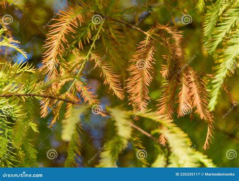 Close Up Of Taxodium Distichum Bald Cypress Tree Trunks Near A Lake In