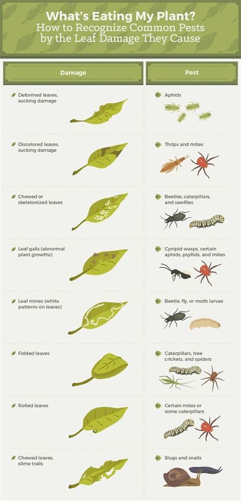 What Pests Are Eating My Plants Garden Pests Veggie Garden Garden