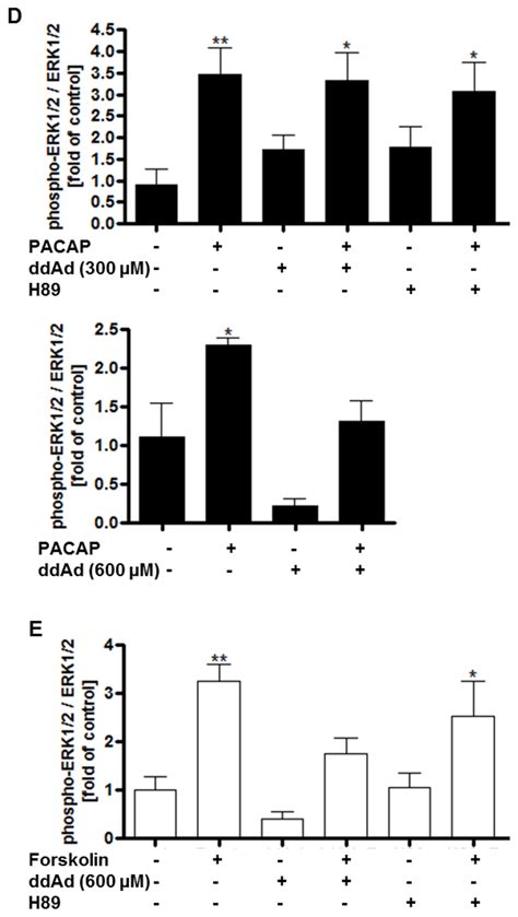 Pacap And Forskolin Activation Of The P Mapk Erk Is Rapid And