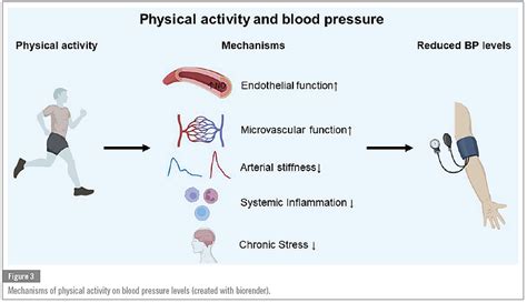 Physical Activity And Arterial Hypertension