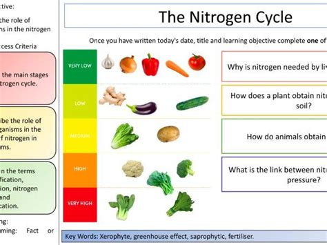 The Nitrogen Cycle Oxford Aqapearson Edexcel A Level Biology