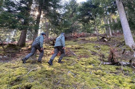 Andrea Sbranato Da Un Orso Trovato Un Bastone Insanguinato