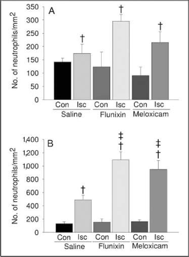 Effects Of The Cyclooxygenase Inhibitor Meloxicam On Recovery Of