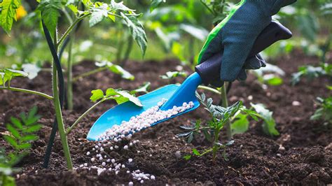 La Importancia Del Nitr Geno En La Agricultura Innoplant