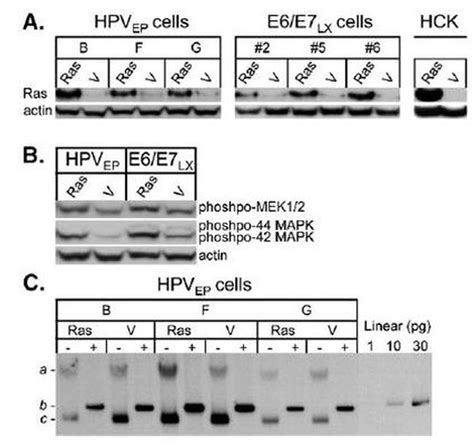 Hpv Type 16 E7 Monoclonal Antibody 8c9 28 0006