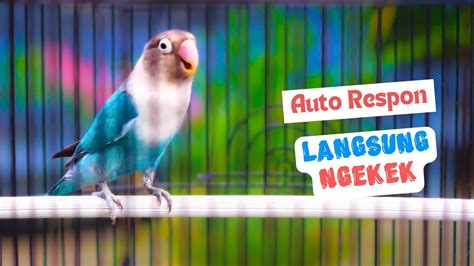 Suara Lovebird Ngekek Panjang Ini Cepat Membuat Labet Lain Emosi