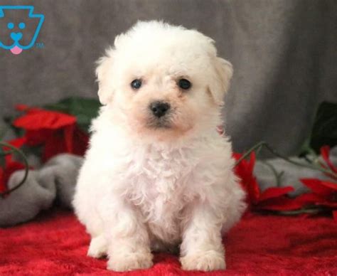 Bichon Frise Puppies For Sale Puppy Adoption Keystone Puppies