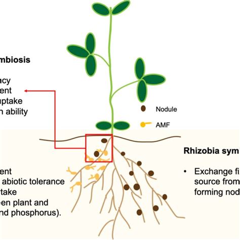 Pdf The Impacts Of Domestication And Agricultural Practices On Legume