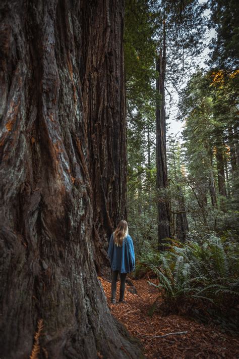 A Hazy Hike in the Lady Bird Johnson Grove of Redwoods - The Break of Dawns