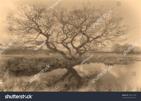 51 Calotype Images, Stock Photos & Vectors | Shutterstock