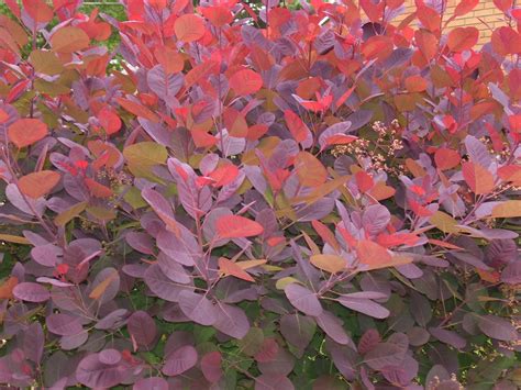 Smokebush Fall Color Smoke Bush Foliage Plants Garden Shrubs