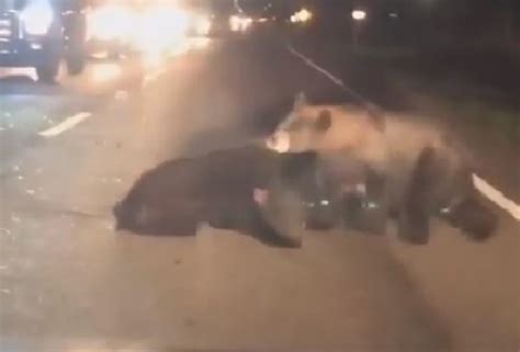 Viral El Estremecedor Momento En Que Una Mam Oso Intenta Salvar A Su