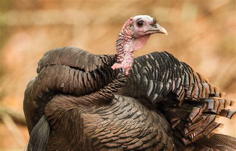 11 Turkey Farm Workers Charged With Cruelty Caught On Video News Sports Jobs Williamsport