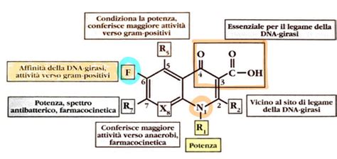 Chinoloni E Fluorochinoloni Sulfamidici E Trimetoprim Flashcards Quizlet