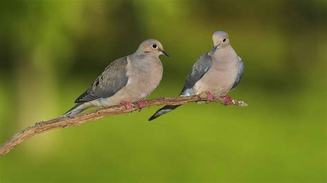 Pigeon Columbidae Hd Wallpaper Pxfuel