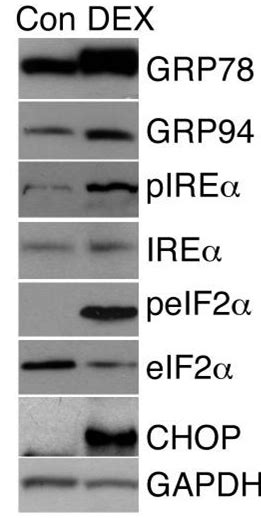 Dexamethasone Sodium Phosphate Hplc Selleck Il