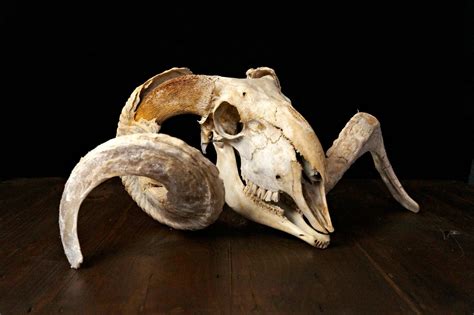 Ram Skull With Horns Ram Baphomet Skull Goth Decor Macabre Voodoo