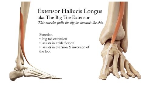 Ehl Big Toe Extension Ankle Dorsiflexion Muscles