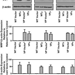 Western Blot Analysis Demonstrating Mrp Expression In Mcf Vp And