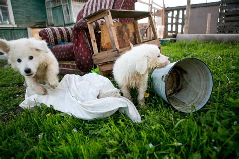 Perritos Blancos Lindos Del Perro Foto De Archivo Imagen De Peludo