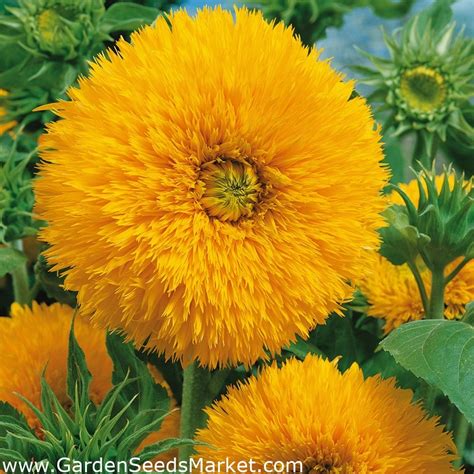 Tournesol Ornemental Sungold Tall Graines 100g Helianthus Annuus