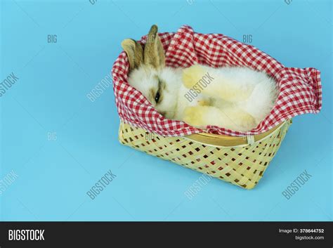 Baby Bunny Rabbits Sleeping