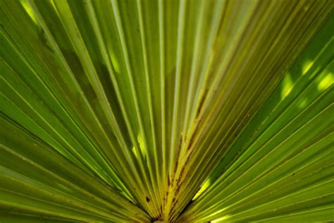 60 Lontar Palm Photos Stock Photos Pictures And Royalty Free Images