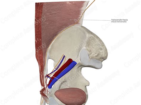 Transversalis Fascia Complete Anatomy