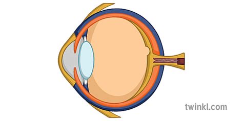 Cross Section Of A Human Eye Diagram Illustration Twinkl