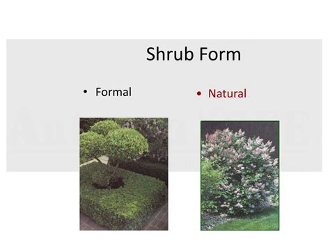 Ppt Tree And Shrub Pruning Powerpoint Presentation Free Download Id