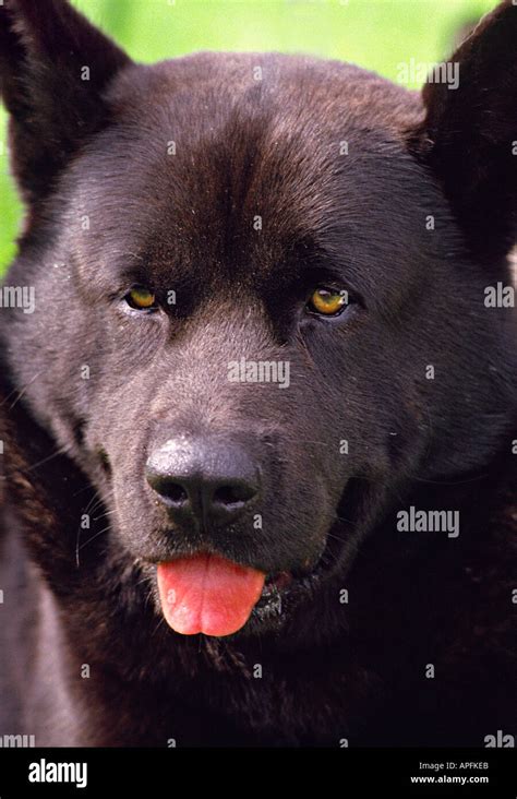 Black Akita Hi Res Stock Photography And Images Alamy