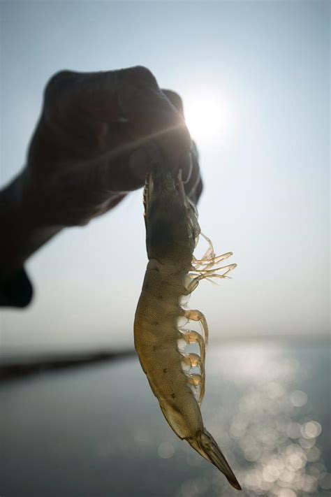 連謝霆鋒都推薦的鹽田蝦席捲青島 每日頭條