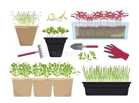 Microgreen Clipart Stock Illustrations 24 Microgreen Clipart Stock