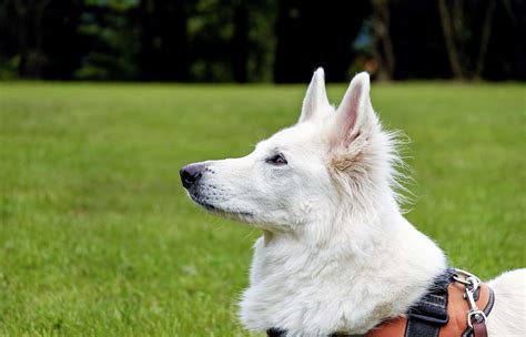 Free Photo White Dog Animal Dog Friend Free Download Jooinn
