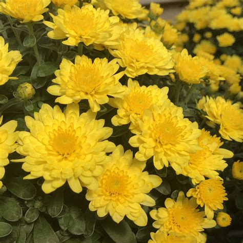 Garden Mum 'Paradiso Yellow' - Garden Crossings