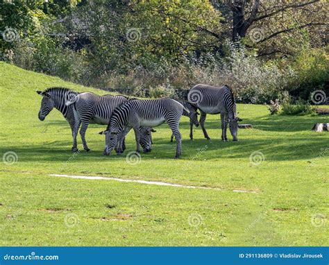 The Grevy S Zebra Equus Grevyi Is The Most Beautiful Representative