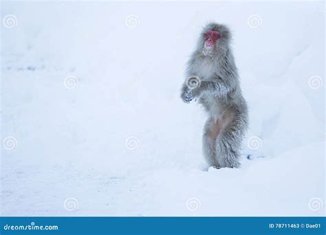 Snow Monkeys In A Natural Onsen Hot Spring Located In Jigokudani Park Yudanaka Nagano Japan