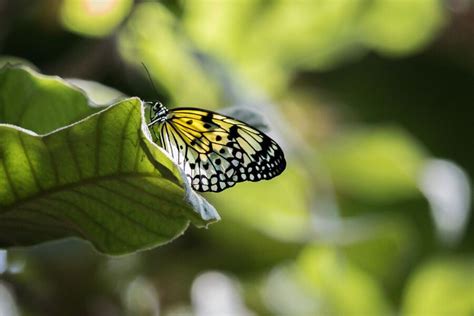 9 Significados De La Mariposa Negra Y Amarilla En La Biblia Earth 16com Icswire