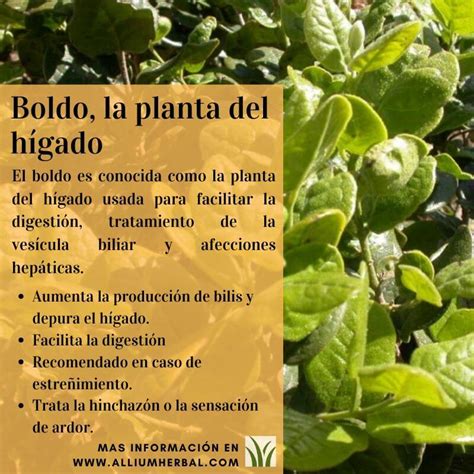 Boldo la planta del hígado