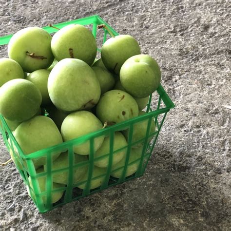 Persian Sour Plums Information Recipes And Facts