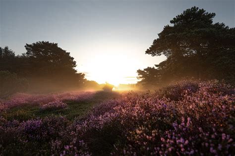 Ontdek De Charme Van Een Vakantiehuisje In Drenthe Met Je Hond Als