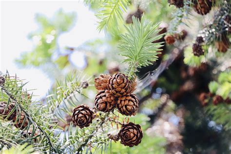Free Images : pine cone, botany, Columbian spruce, sugar pine, Jack ...