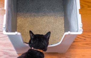 Top 4 Best Cat Litter Box for Odor Control Reviews to Remove Bad Smell